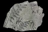 Pennsylvanian Fossil Fern (Lyginopteris) - Alabama #112764-1